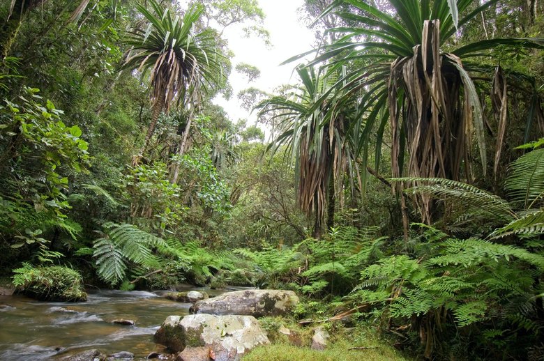 Лес на острове Мадагаскар. Фото: conservation.org