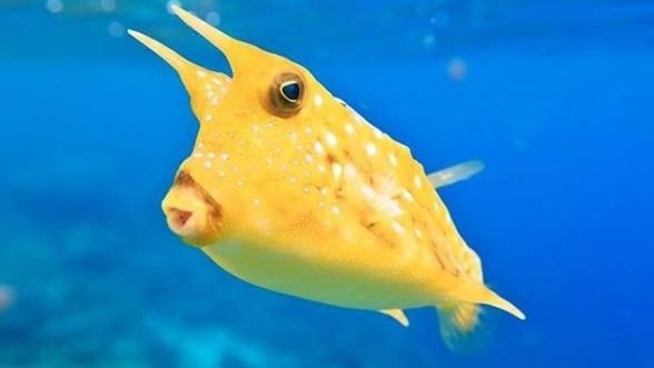 Как выглядят морские жители, вызывающие улыбку (фото)