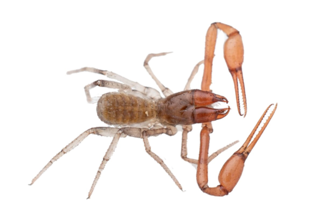 Spelaeochthonius Spelaeochthonius