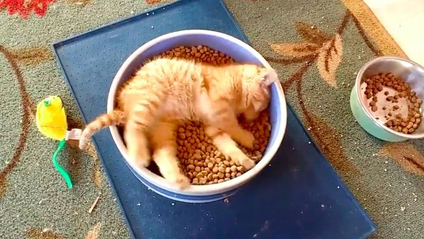 Котенок лег в миску и позавтракал (видео)