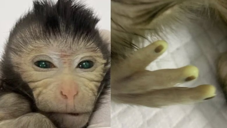 Так выглядит первая в мире обезьяна с двумя наборами ДНК. Фото: Китайская академия наук 