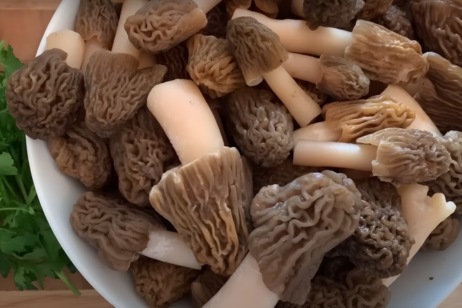 Сморчки Сморчки