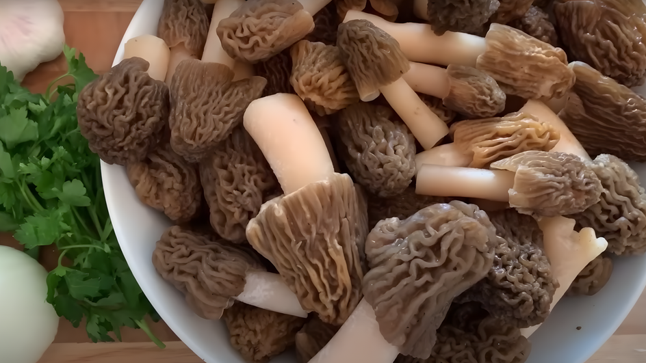 Маринованные сморчки в тарелке с зеленью Маринованные сморчки в тарелке с зеленью