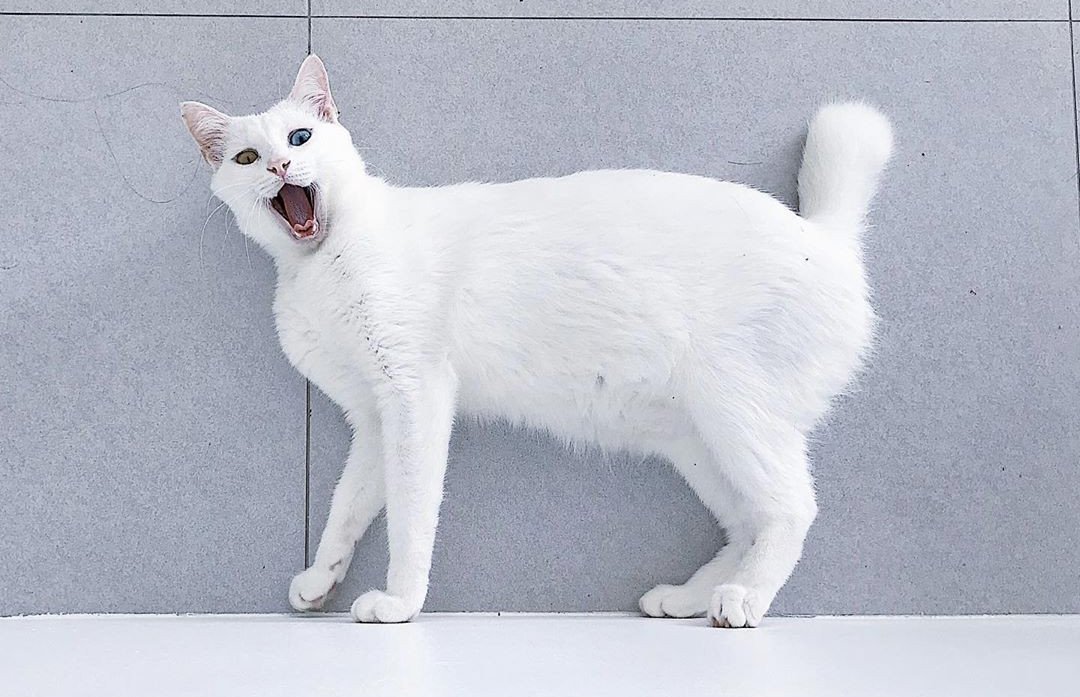Као мани - описание породы кошек: характер, особенности поведения, размер,  отзывы и фото - Питомцы Mail.ru