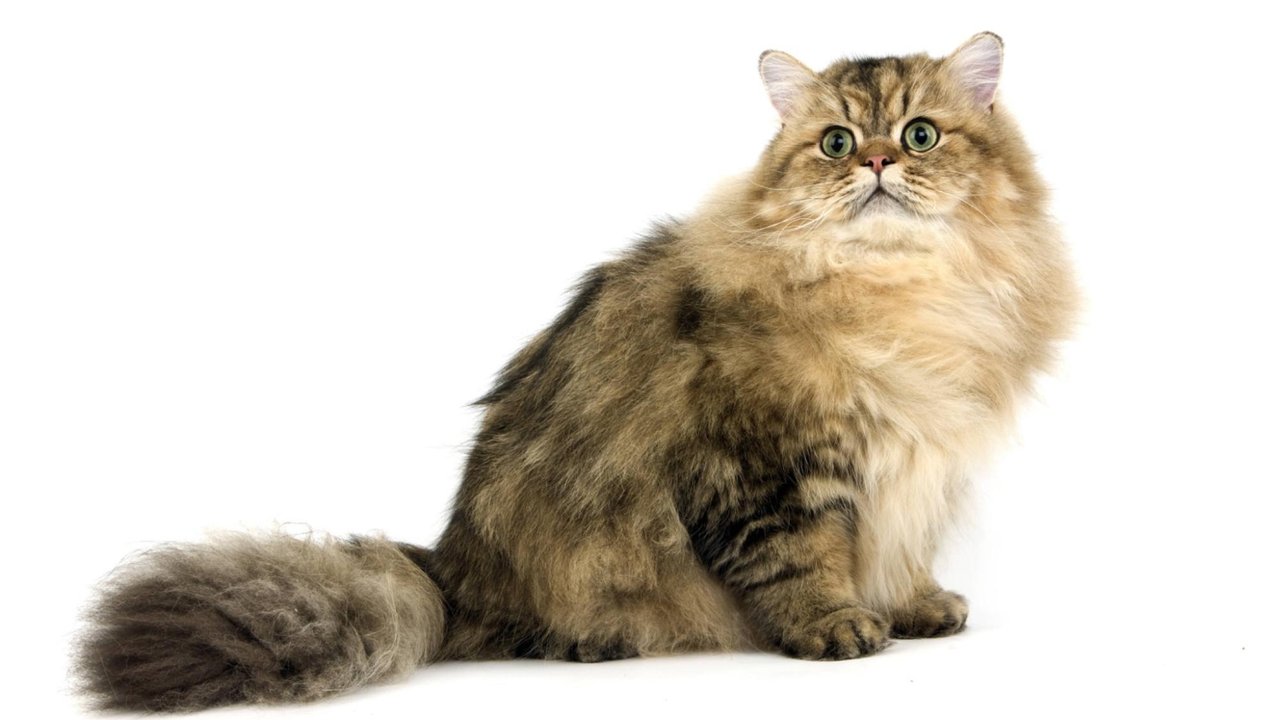 Персидская кошка Персидская кошка