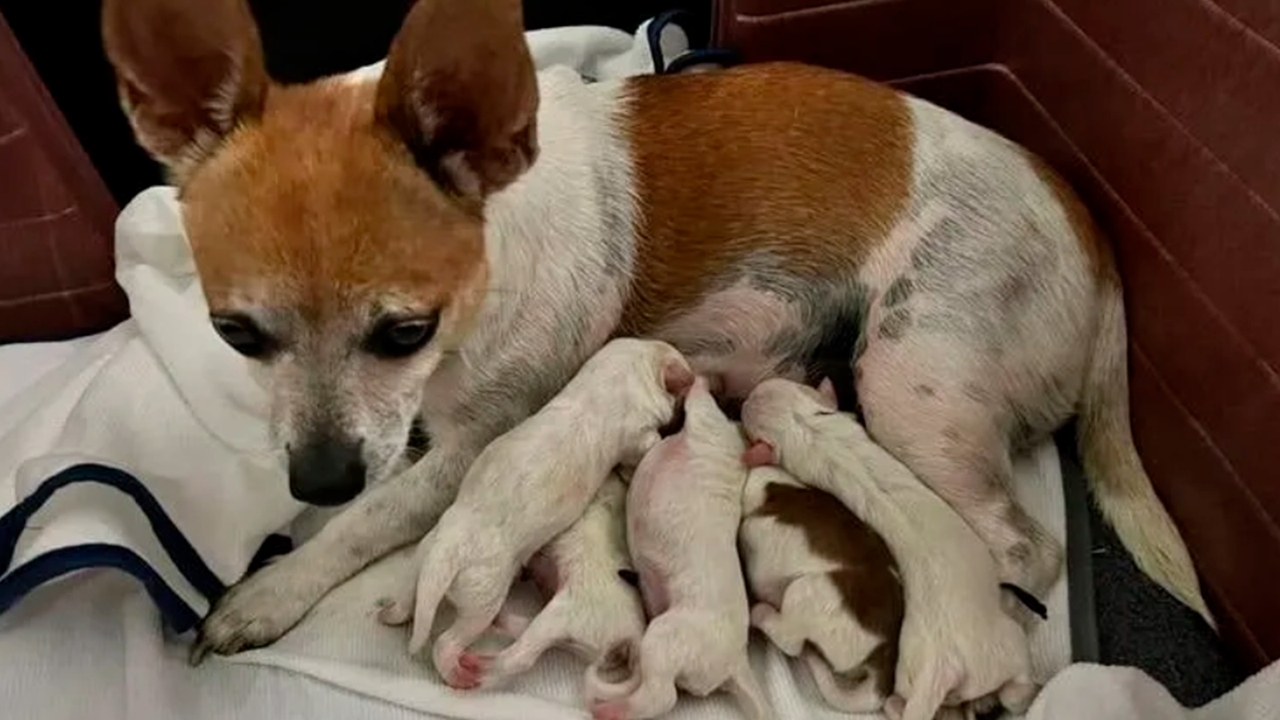 Питомица стала мамой пятерых щенков