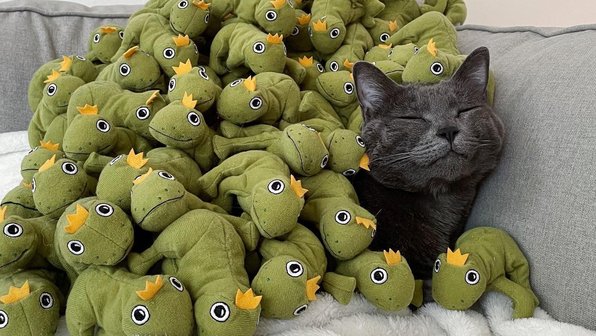 Кошка «влюбилась» в игрушечную лягушку. Ей подарили еще 50 штук