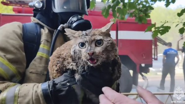 В Норильске кота спасли с карниза закрытого окна на 5-м этаже