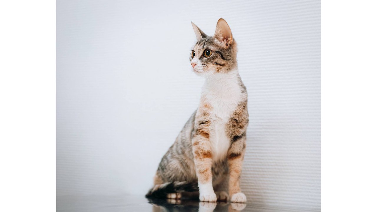 Котенок, которого спасли в январе, изменился до неузнаваемости Котенок, которого спасли в январе, изменился до неузнаваемости