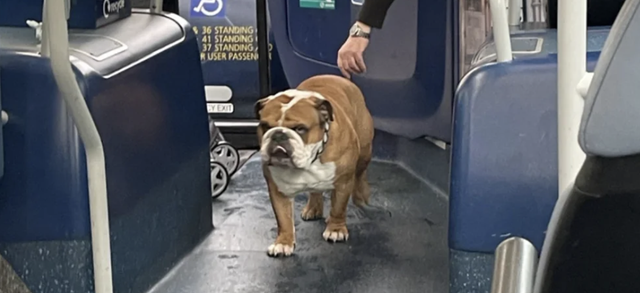 Самостоятельный пес чуть не уехал в автобусе без хозяина