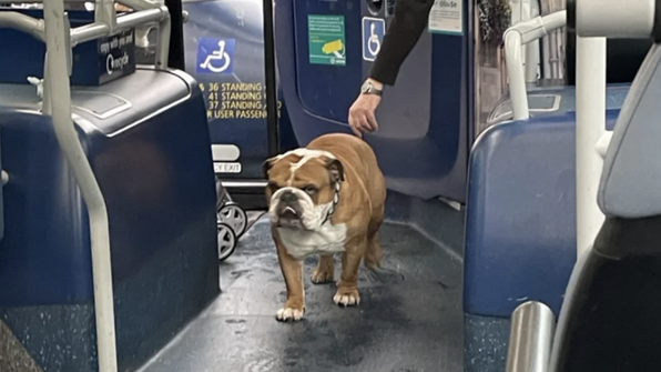 Самостоятельный пес чуть не уехал в автобусе без хозяина