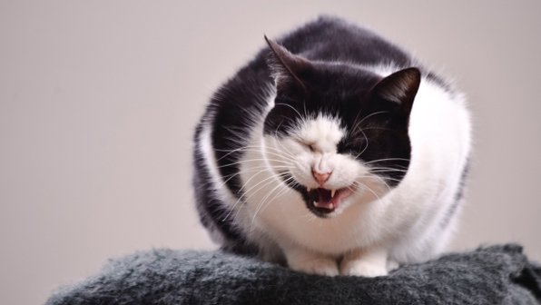Умеют ли кошки улыбаться? Вся правда о кошачьей радости