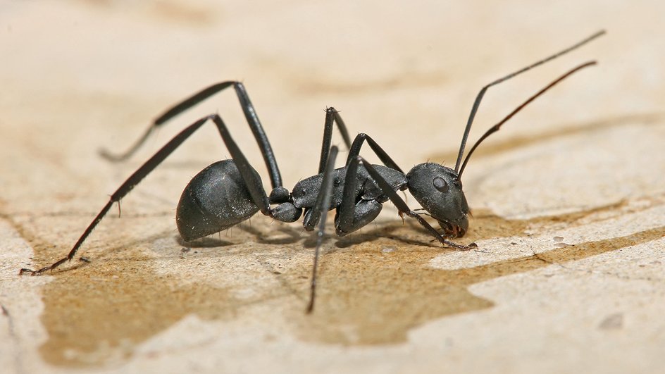 Любимая жертва кордицепса — бразильский муравей-плотник. Этот, впрочем, вполне внешне здоров /Wikimedia, Muhammad Mahdi Karim, GFDL 1.2
