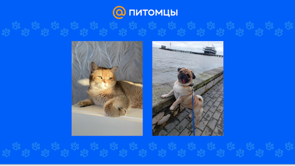 Объявляем победителей конкурса «Питомец месяца»