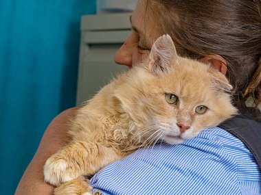 В Москве спасенный с улицы кот два месяца живет в клинике В Москве спасенный с улицы кот два месяца живет в клинике