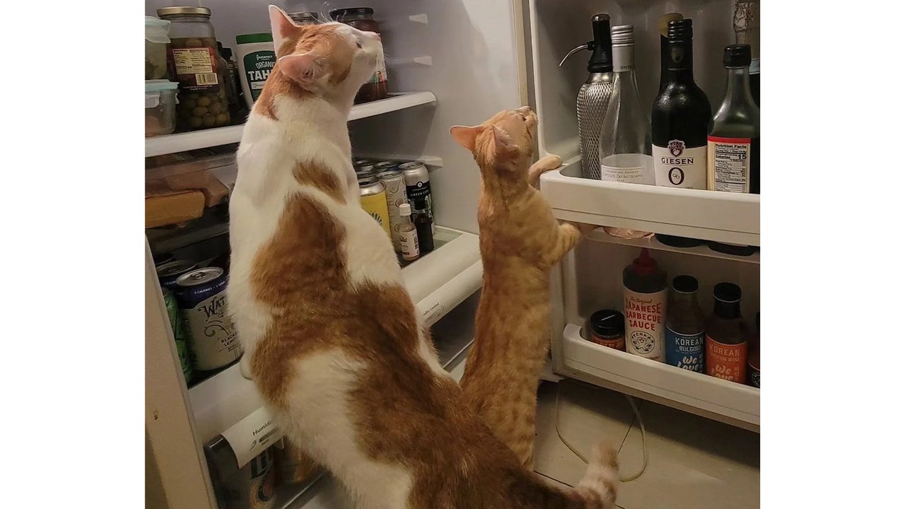 Кот по имени Боб осматривает холодильник