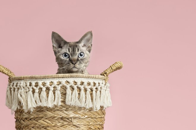 Кошка Кошка