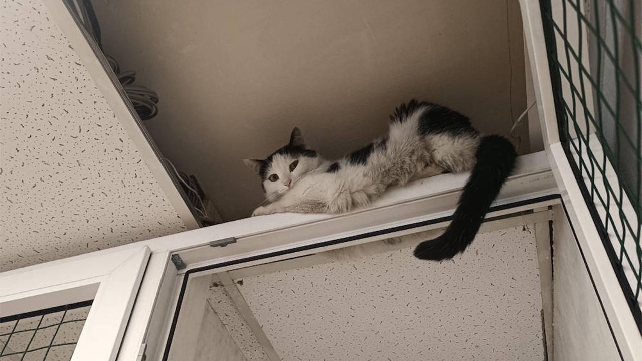 В Перми коты разбирают потолок приюта — и вот почему В Перми коты разбирают потолок приюта — и вот почему