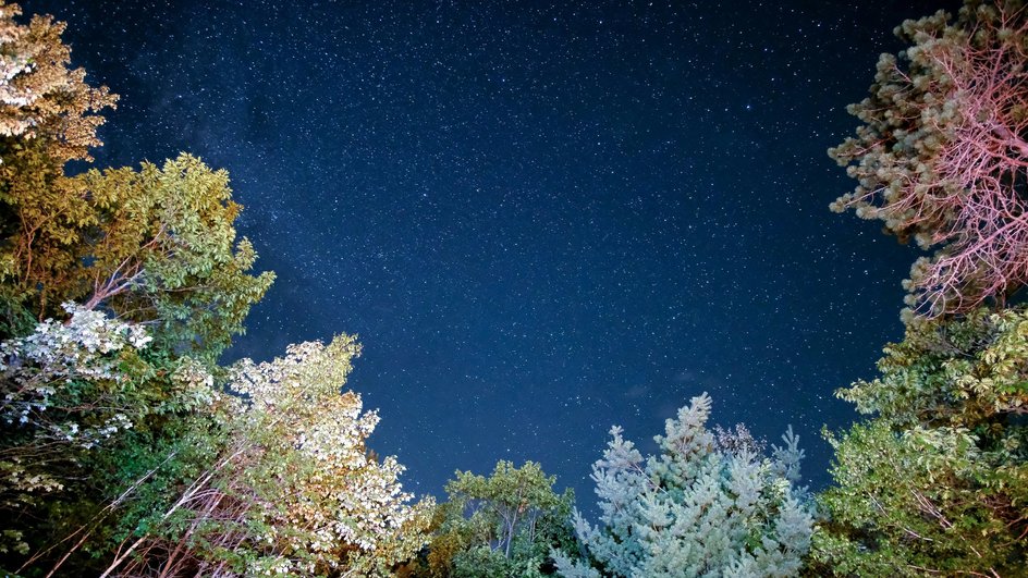 Планеты и звезды на небе на фоне деревьев Планеты и звезды на небе на фоне деревьев