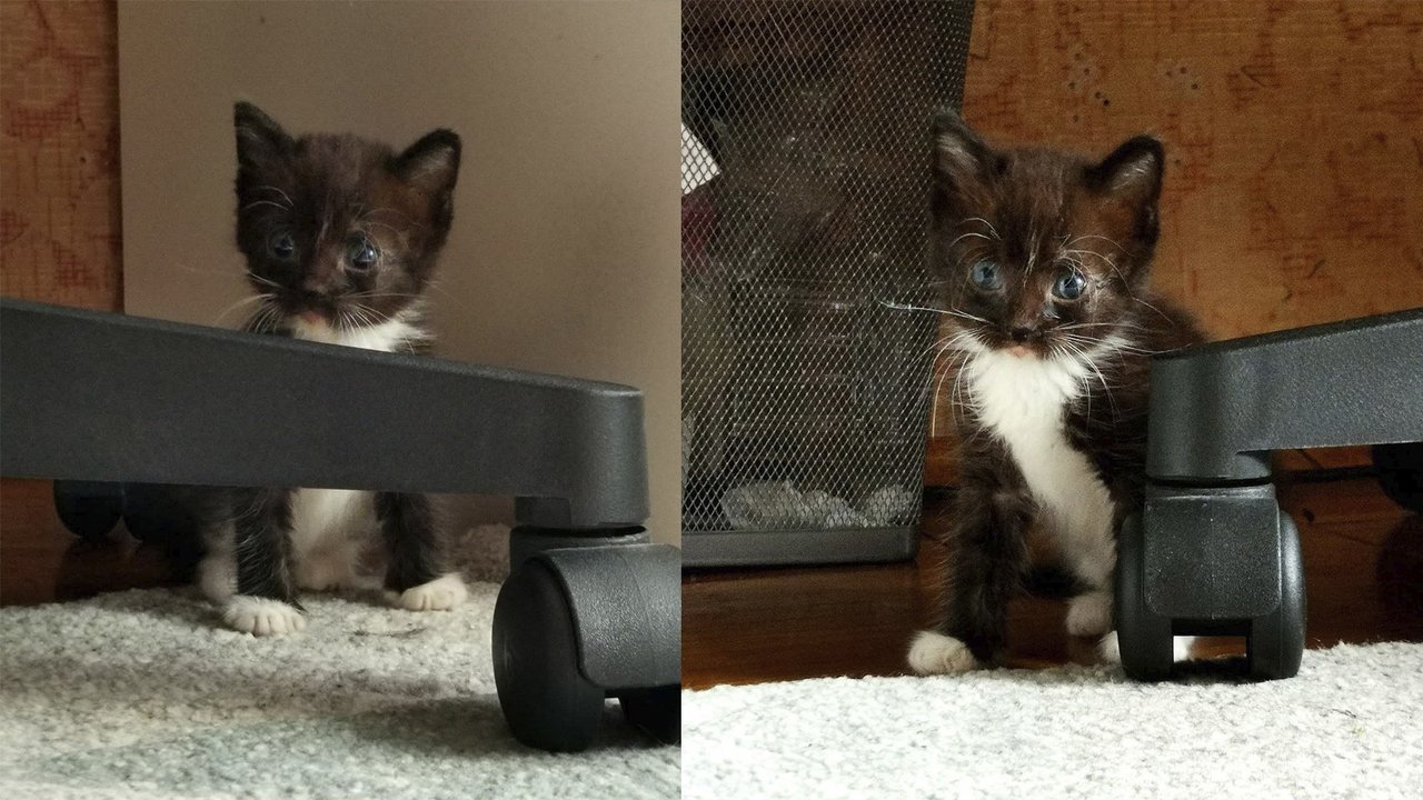Котенок, с которым играли дети Котенок, с которым играли дети