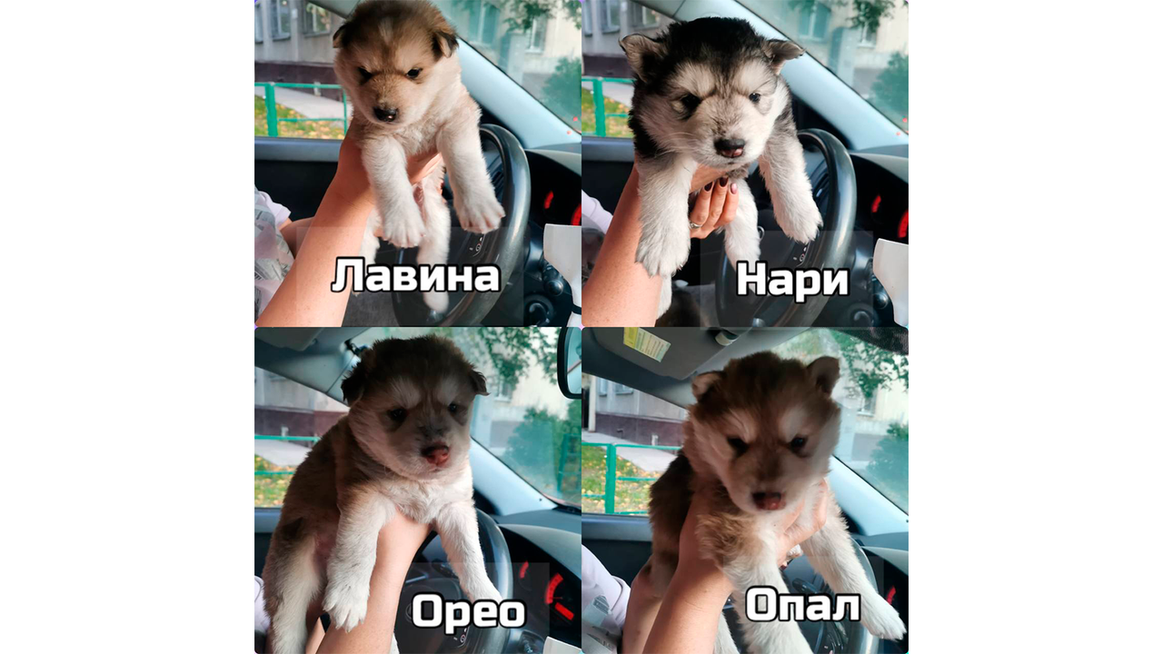 Каждый малыш получил имя