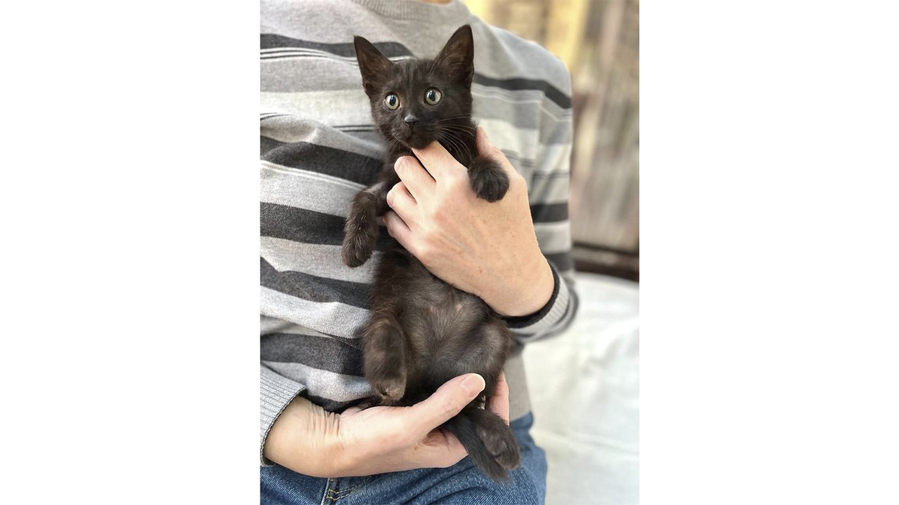 Черный котенок на руках у человека