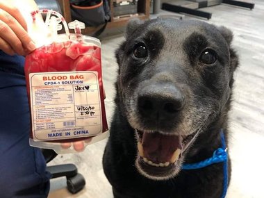 «Этот пёс стал донором крови, чтобы спасти других собак».