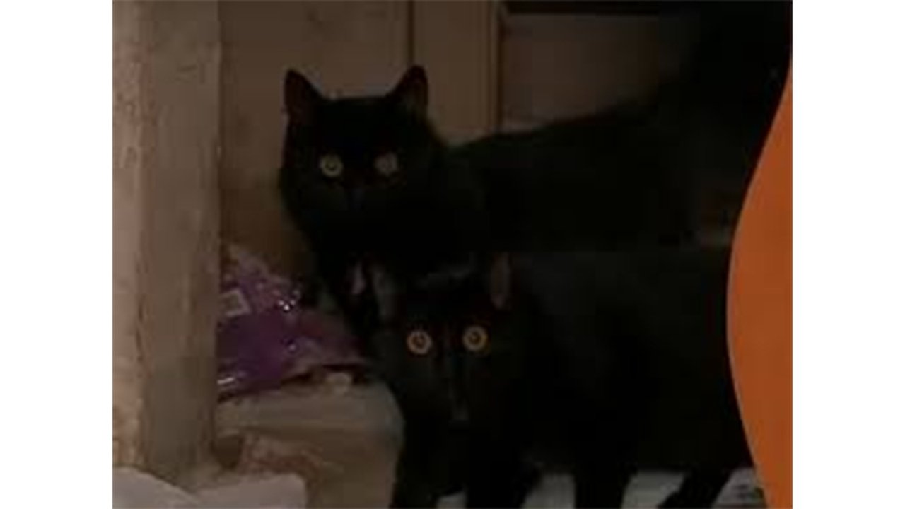 Кошки сидят в запертой квартире