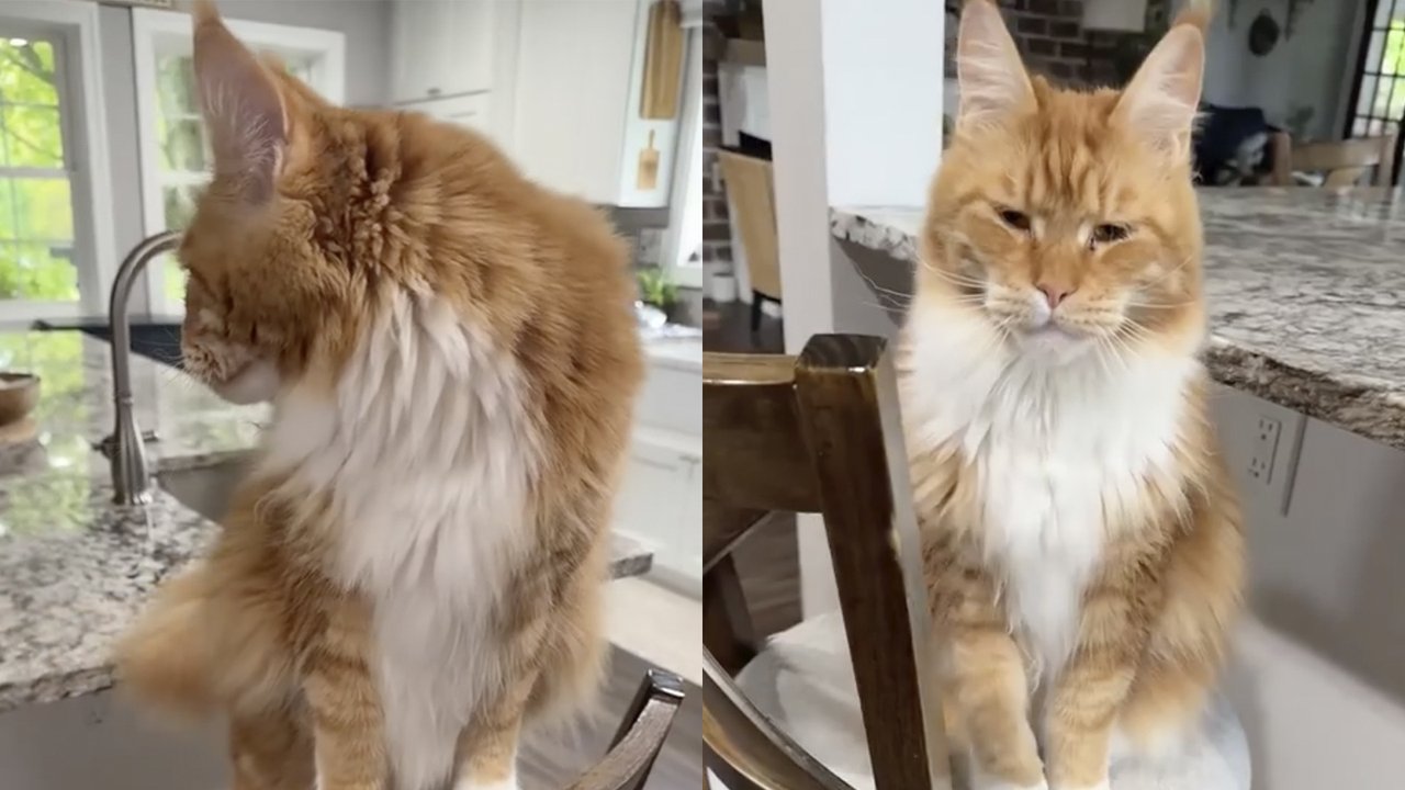 Разговорчивый кот Разговорчивый кот
