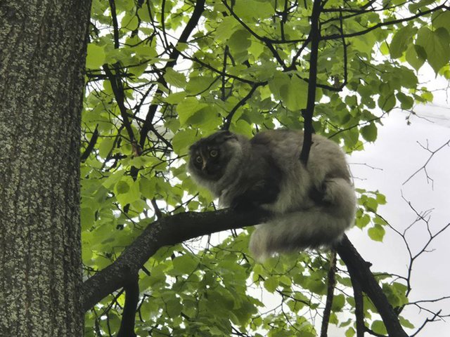 В Москве спасли добрую кошку, долго ждавшую помощи