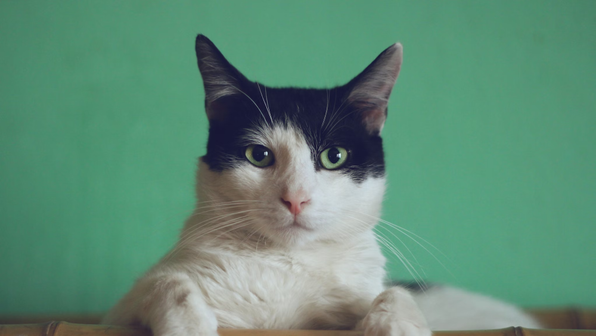 На ВДНХ отпразднуют День кошек