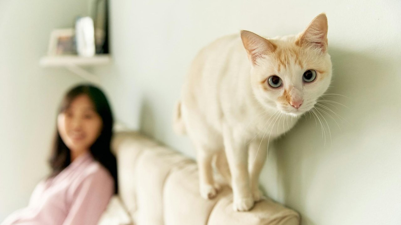 Кошка Кошка