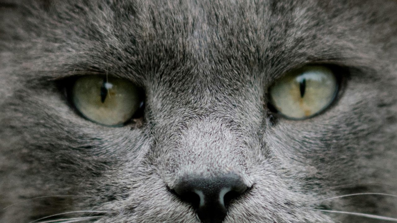 Кошка Кошка