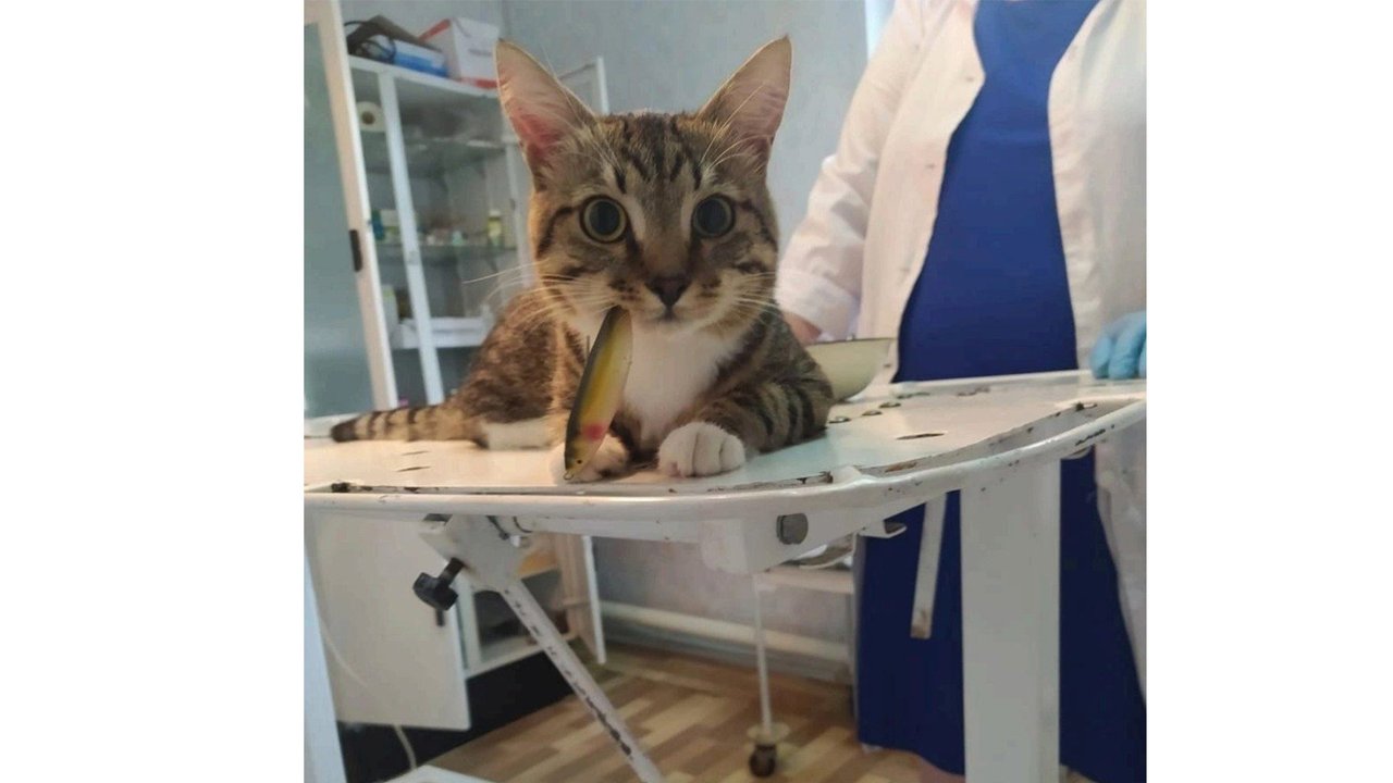 Tried cat. Котенок котэ. Ветеринар с кошкой. Кот бедолага.