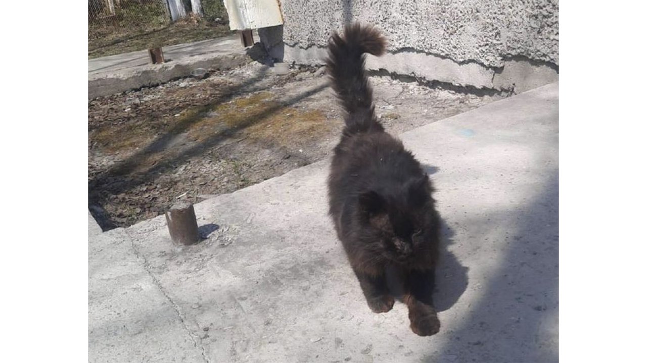 Бездомный кот сам приходит лечиться в ветклинику на Сахалине