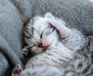 котенок