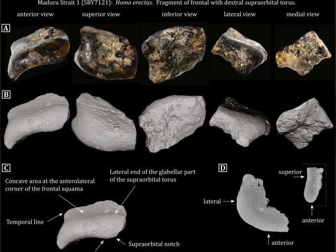 Фрагменты черепа Homo erectus, найденные на дне Мадурского пролива в Индонезии