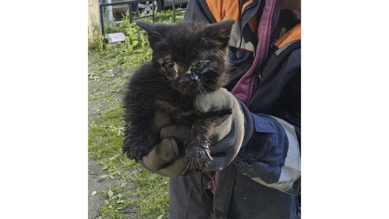 Черный котенок в руках спасателей КОШКИСПАС Черный котенок в руках спасателей КОШКИСПАС