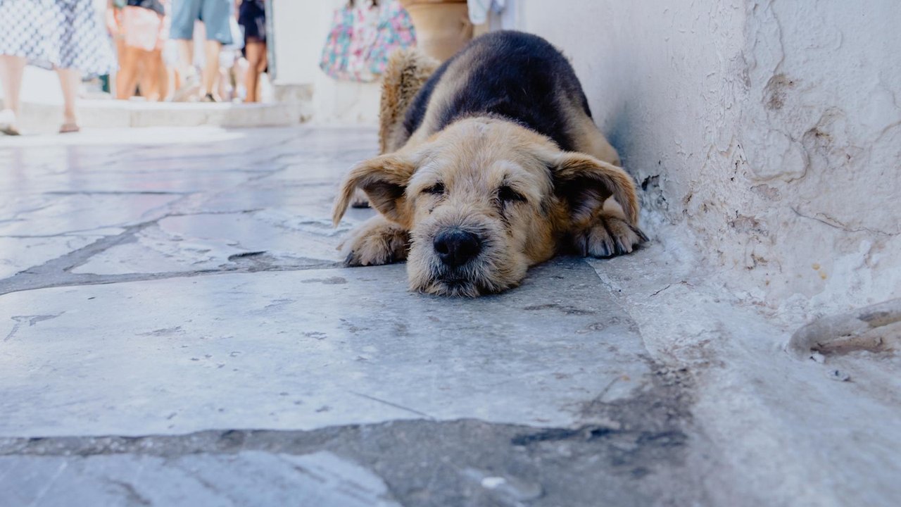 Собака спряталась от солнечной жары