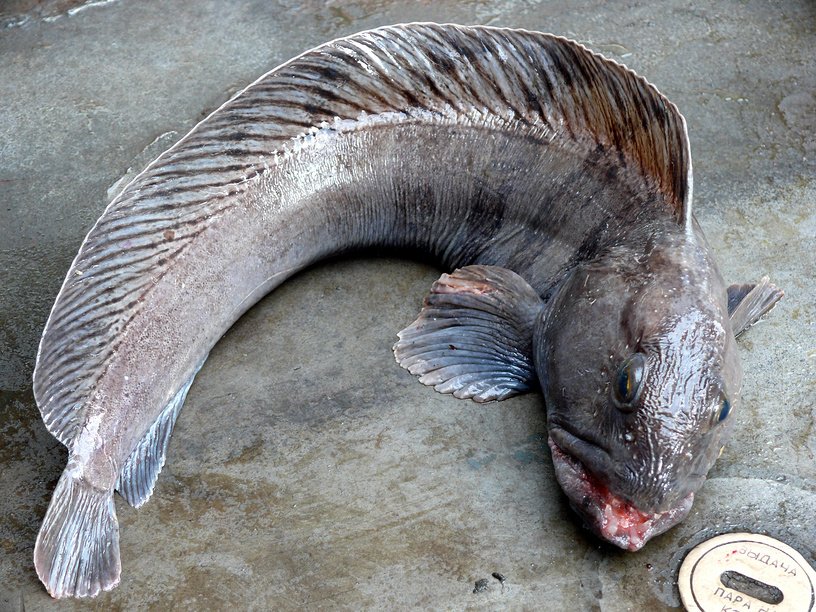 Северная рыба: виды, названия и фото - информация и фотографии