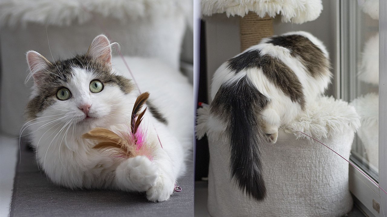Котик по имени Киото Котик по имени Киото