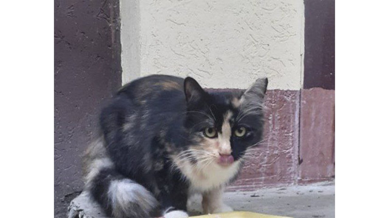 Трехцветная кошка на улице Трехцветная кошка на улице