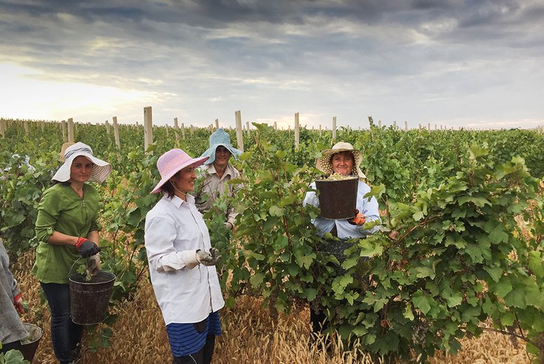 Женщины не уступают мужчинам и в сельском хозяйстве. Армянки выполняют много тяжелой работы. Сбор винограда.