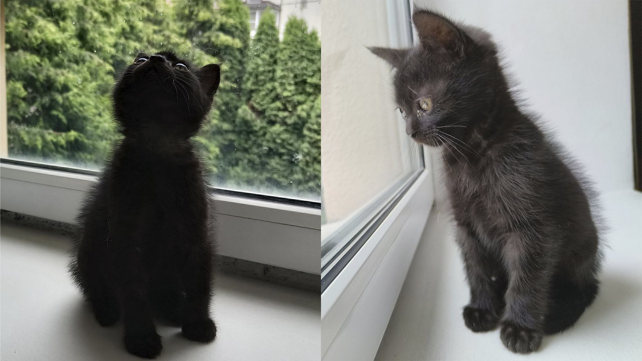Черный котенок, спасенный собакой Черный котенок, спасенный собакой