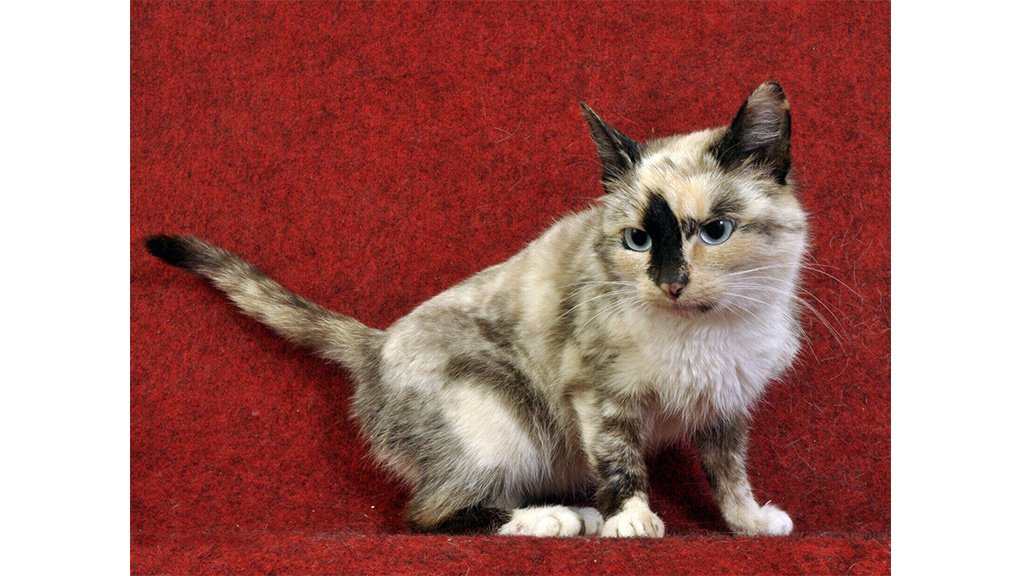 Костромская кошка Костромская кошка