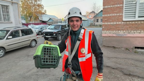 В Оренбурге кошка 3 дня замерзала и кричала на дереве — ее спасли