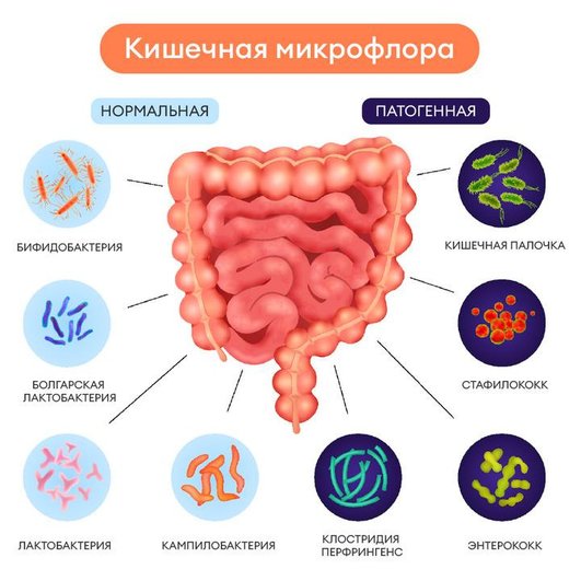 Вот какие микроорганизмы обитают у нас в кишечнике Вот какие микроорганизмы обитают у нас в кишечнике