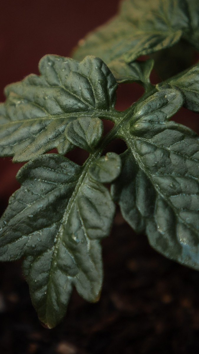Белые пятна на листьях помидоров: 8 причин и 6 способов профилактики