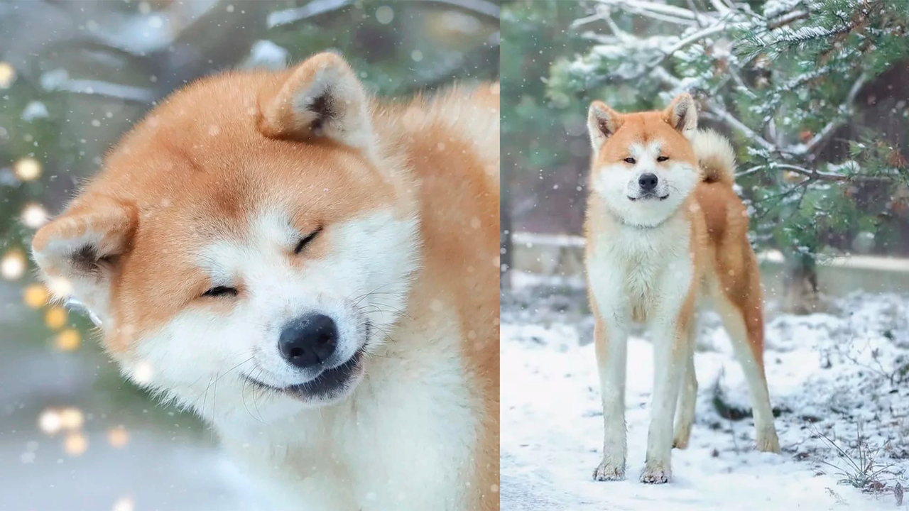 Коичи — добрый и улыбчивый пес