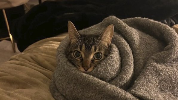 Кошка научилась пользоваться планшетом, чтобы смотреть видео